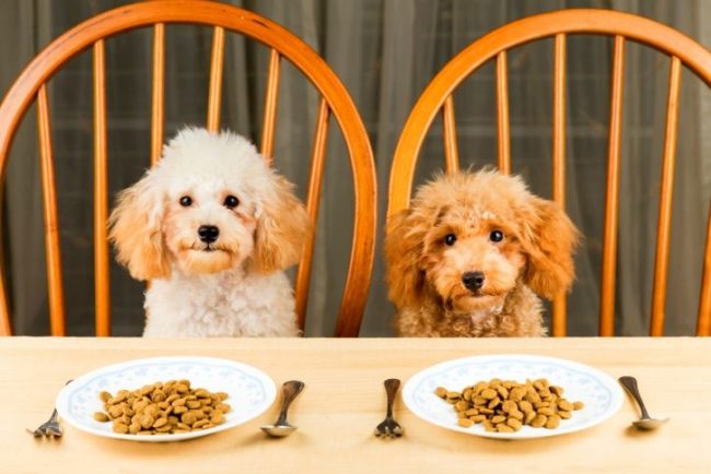 Как выбрать корм для собак?