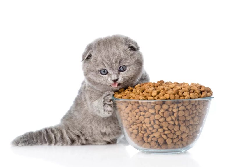 Можно ли кормить взрослую кошку кормом для котят