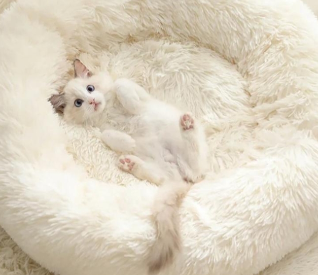 Какой размер лежака для кота или собаки будет комфортным