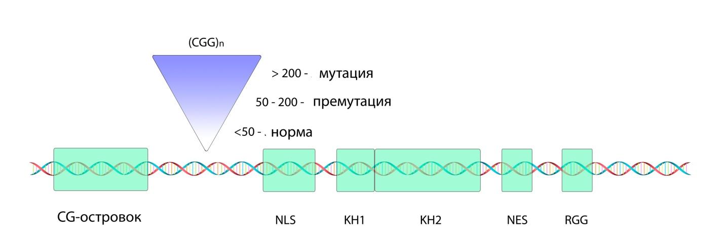 ДНК-диагностика синдрома Мартина-Белла (ломкой Х-хромосомы)