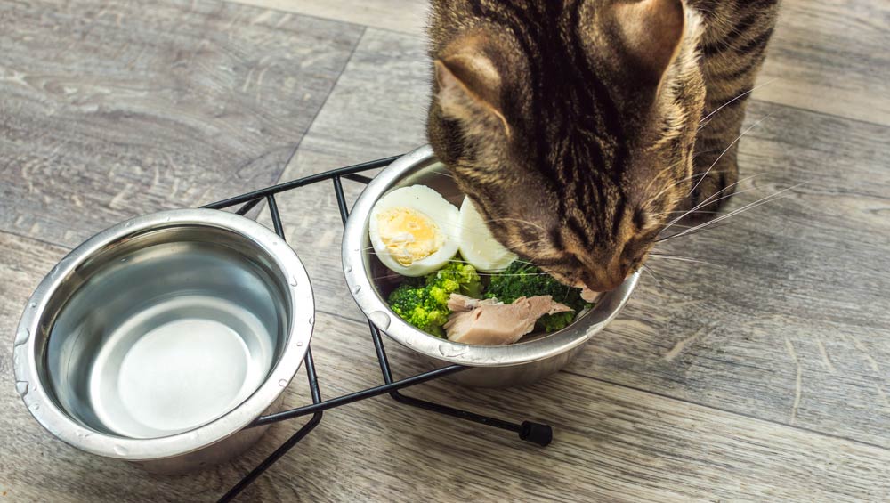 Якими кормами краще годувати свійських котів?