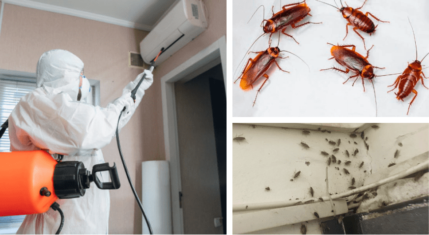 Уничтожение тараканов с гарантией до 3 лет