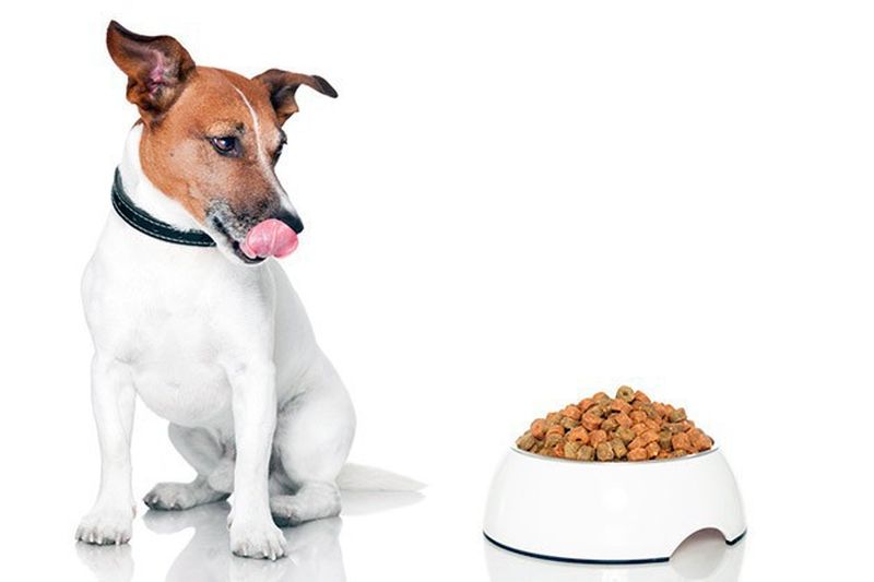 Сухий корм для собак: особливості та поради вибору